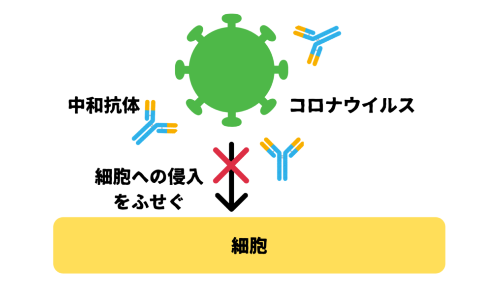 新型コロナウイルス中和抗体検査キットを導入しました 従来のigg検査との違いも解説 ひまわり医院 内科 皮膚科