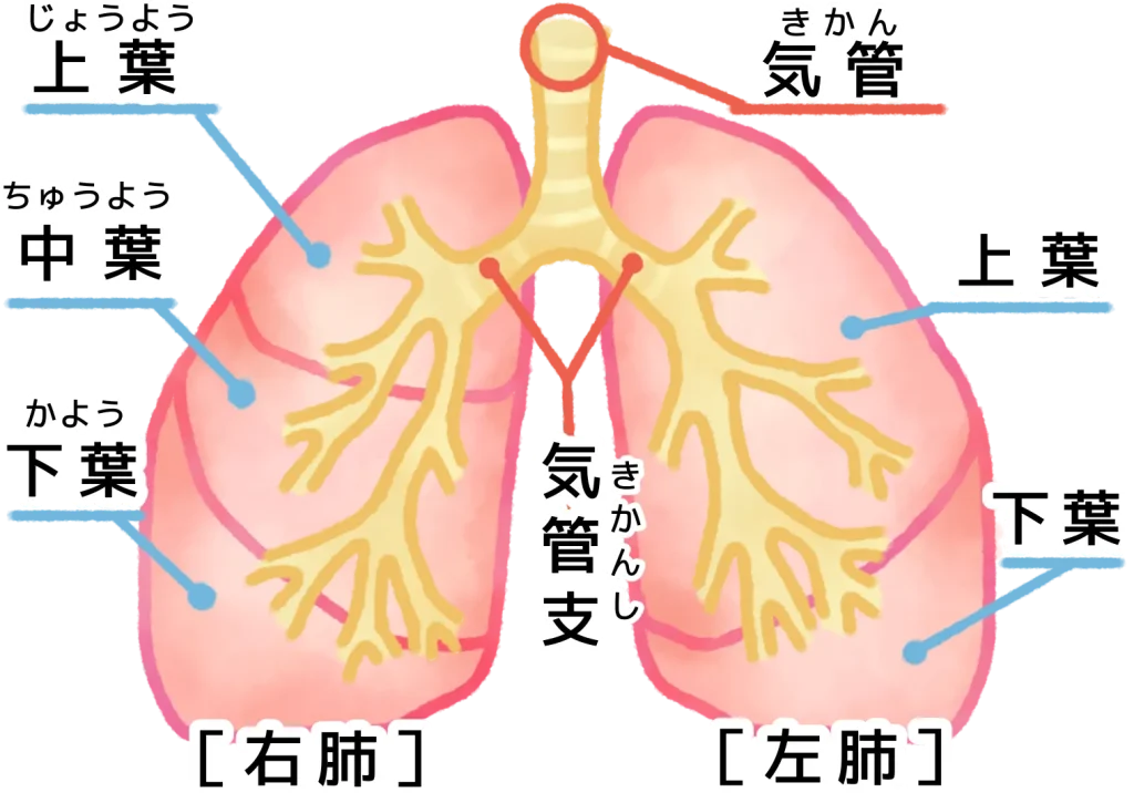 ランニング後の咳を防ぐ方法